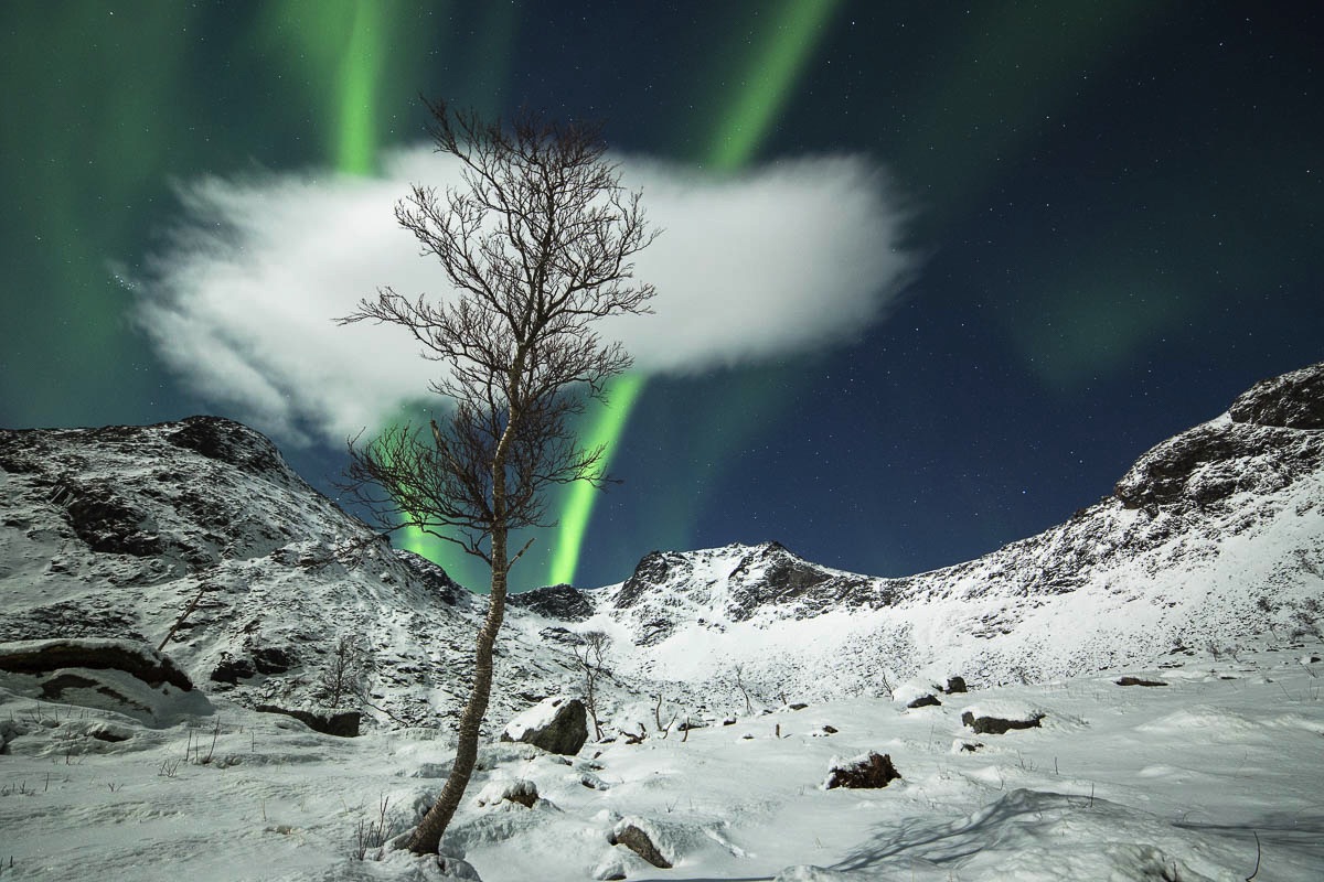 lofoten aurora northern lights